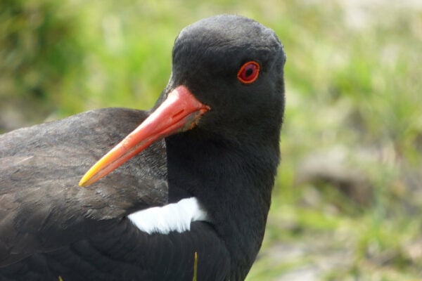 Oystercatcher - Maya Butler